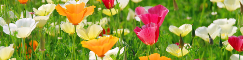 California poppy, California poppies